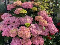 5種“稀罕花”，極度耐寒冷，北方長成樹，呼呼“噴雪花”