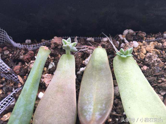 多肉植物怎么扦插_多肉植物扦插_植物扦插多肉怎么養