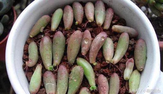 多肉植物扦插_多肉植物怎么扦插_植物扦插多肉怎么養