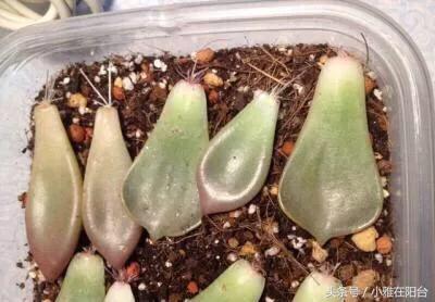 植物扦插多肉怎么養_多肉植物扦插_多肉植物怎么扦插