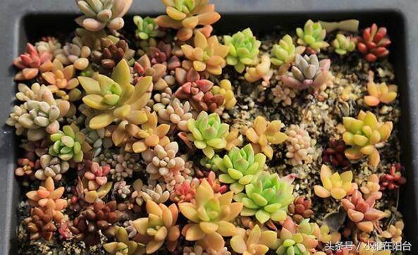 植物扦插多肉怎么養_多肉植物扦插_多肉植物怎么扦插