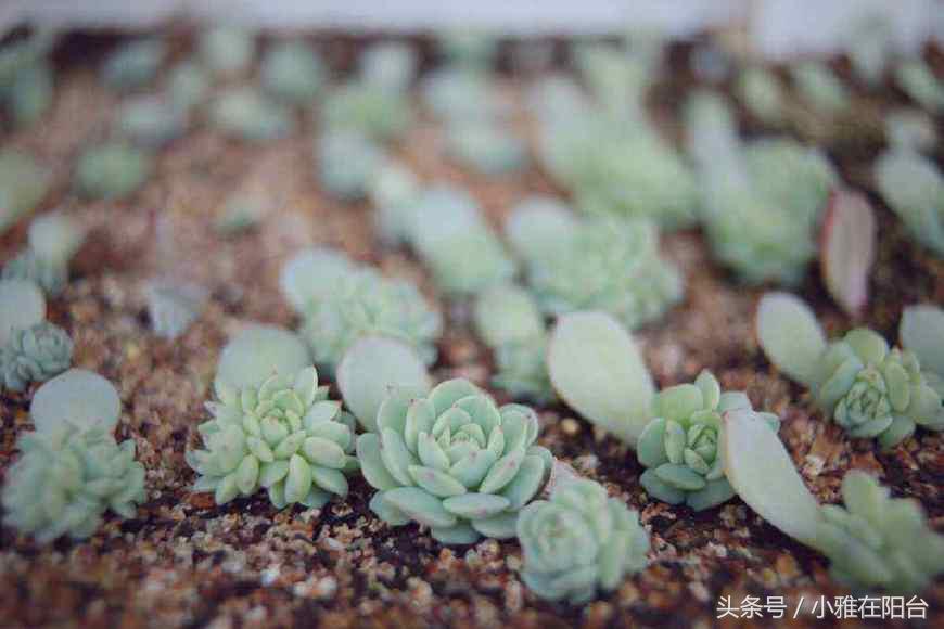 多肉植物扦插_植物扦插多肉怎么養_多肉植物怎么扦插