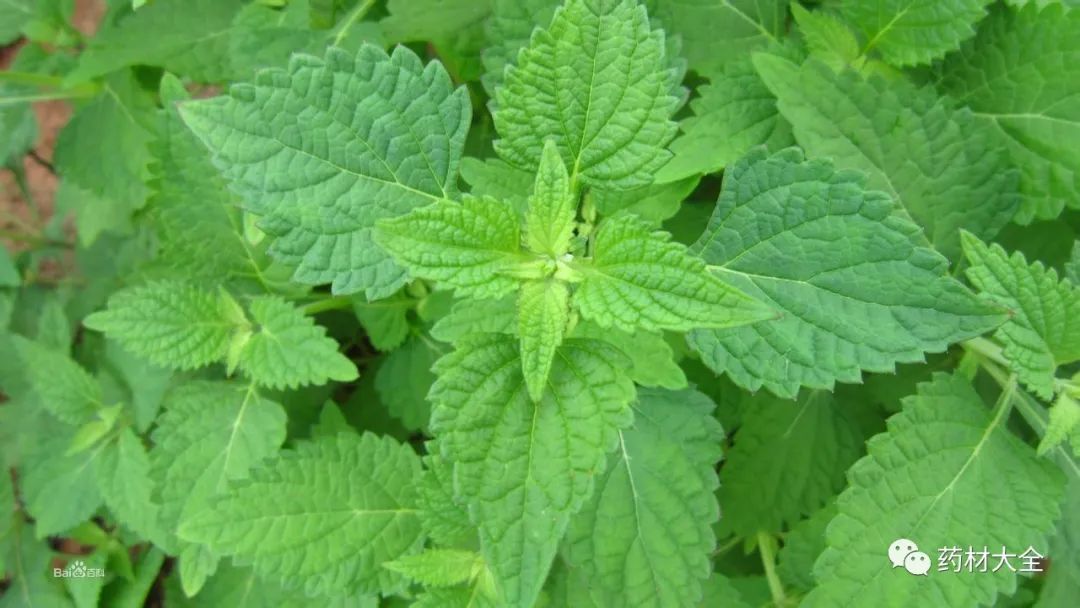 冬凌草中藥材_中藥冬凌草_冬凌草入藥部位