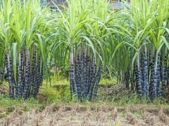 注意??甘蔗該怎么種植