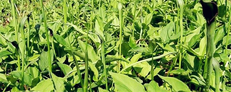 藥材種植種好項目是什么_藥材種植戶_藥材種植哪種項目最好