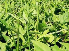 種植什么藥材好