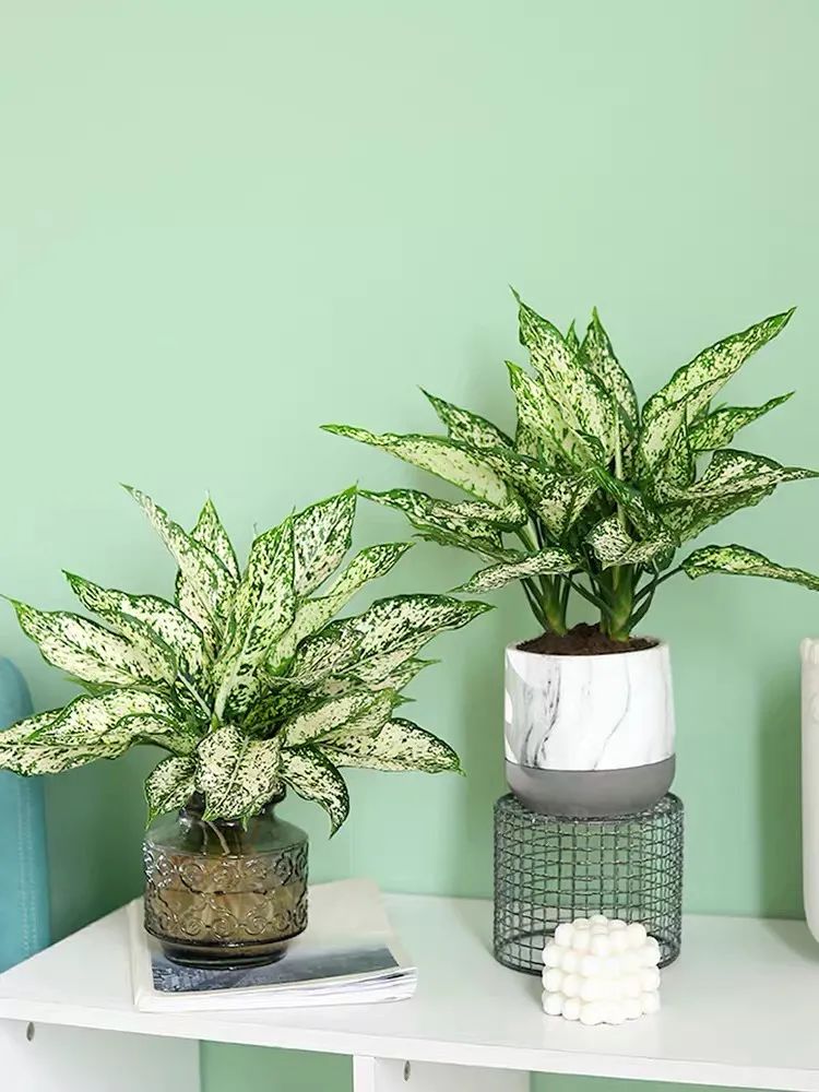 秋冬室內養綠植適合什么土壤_秋冬室內養綠植適合什么花盆_秋冬適合室內養的綠植