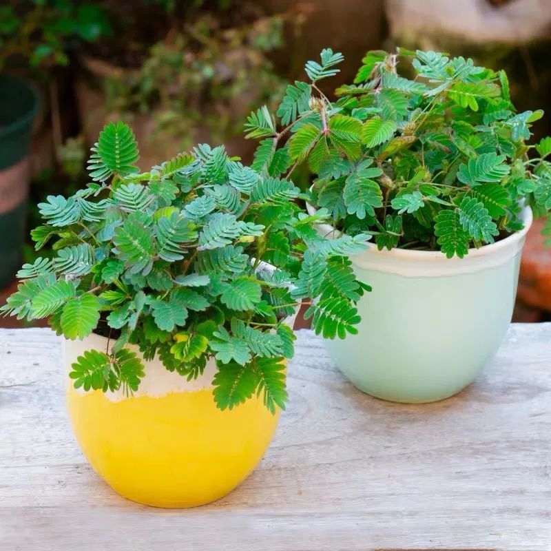 秋冬室內養綠植適合什么花盆_秋冬室內養綠植適合什么土壤_秋冬適合室內養的綠植