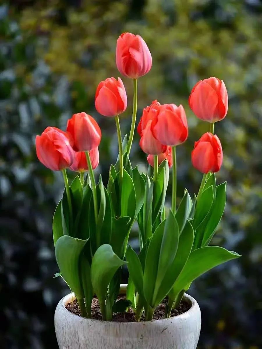 秋冬室內養綠植適合什么花盆_秋冬室內養綠植適合什么土壤_秋冬適合室內養的綠植