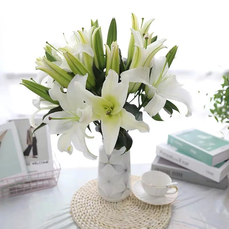 秋冬室內養綠植適合什么土壤_秋冬室內養綠植適合什么花盆_秋冬適合室內養的綠植