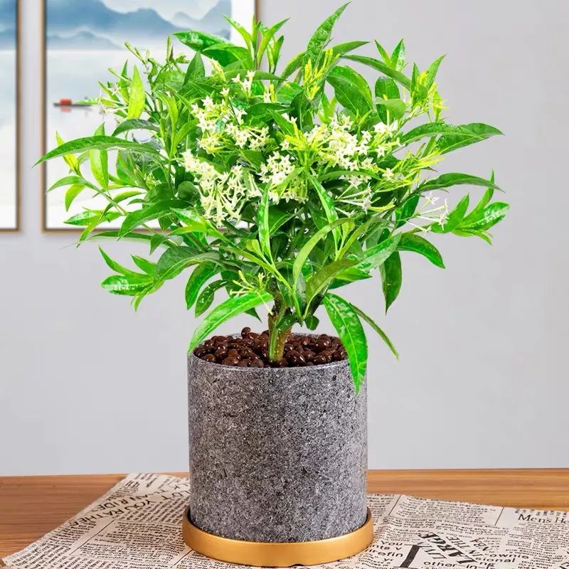 秋冬室內養綠植適合什么花盆_秋冬適合室內養的綠植_秋冬室內養綠植適合什么土壤