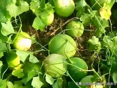 高鵬說藥材：年種植這些藥食同源藥材品種效益還不錯