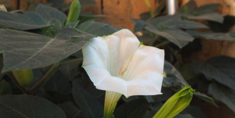 曼陀羅花的種植方法_種植曼陀羅花方法視頻_種植曼陀羅花方法圖片