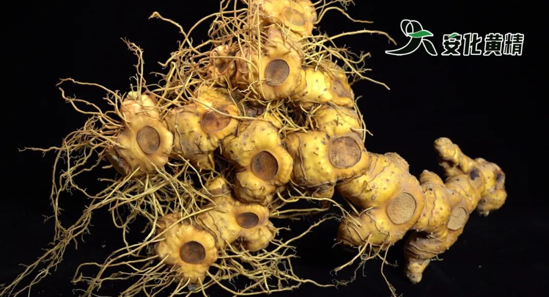 黃精藥材作用_黃精藥材作用_黃精藥材作用