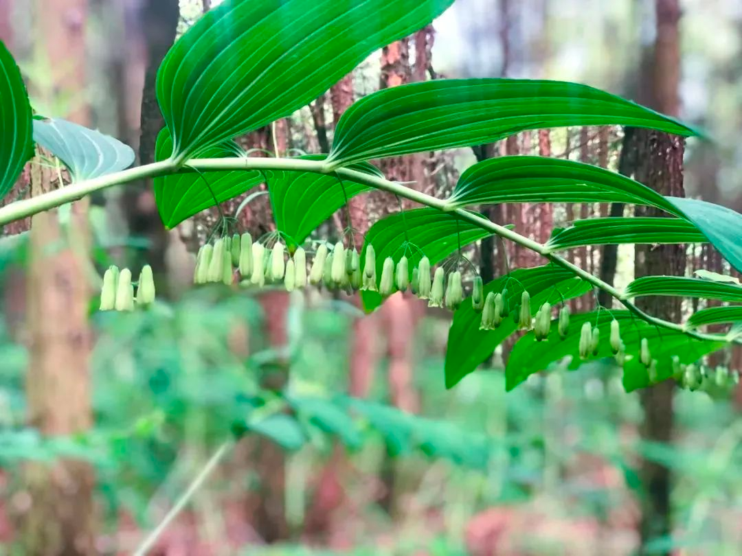 黃精藥材作用_黃精藥材作用_黃精藥材作用