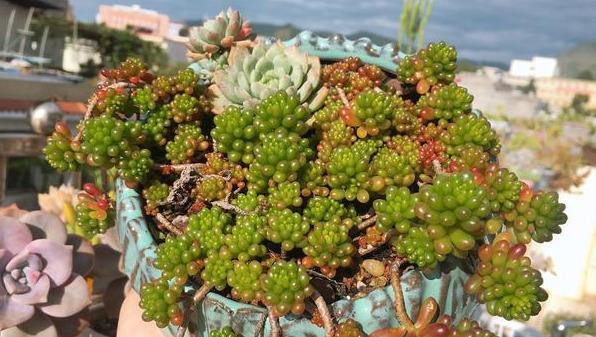 多肉植物用肥_多肉肥料喜歡什么土壤_多肉喜歡什么肥料