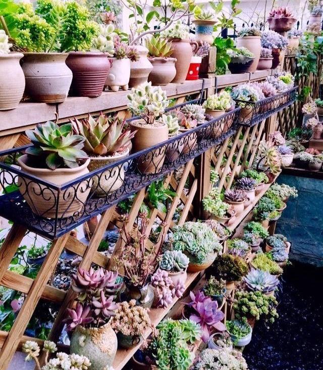 多肉肥料喜歡什么土壤_多肉喜歡什么肥料_多肉植物用肥