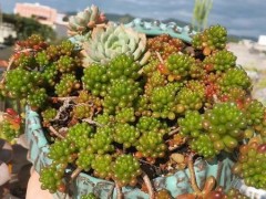 喜歡多肉的，都是什么人？原來這些人都是它的“粉絲”