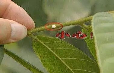 番杏類多肉哪個好養(yǎng)_多肉枝干番杏怎么養(yǎng)_枝干番杏多肉