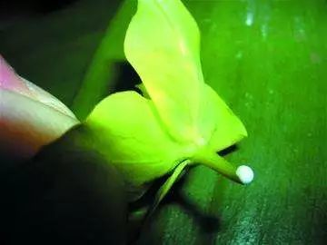 多肉枝干番杏怎么養(yǎng)_枝干番杏多肉_番杏類多肉哪個好養(yǎng)