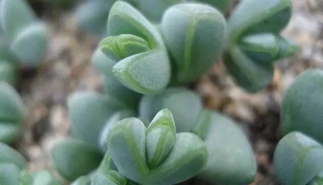 枝干番杏多肉_番杏類多肉哪個好養(yǎng)_多肉枝干番杏怎么養(yǎng)