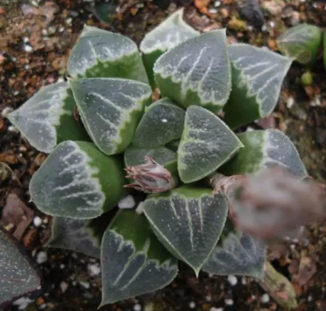 多肉枝干番杏怎么養(yǎng)_番杏類多肉哪個好養(yǎng)_枝干番杏多肉