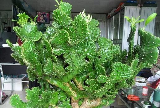 多肉枝干番杏怎么養(yǎng)_枝干番杏多肉_番杏類多肉哪個好養(yǎng)