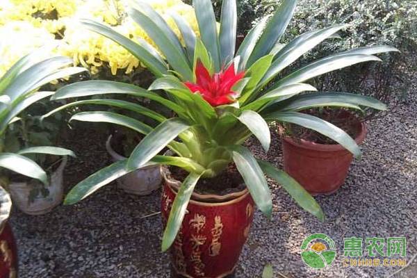 什么綠植寓意好_綠植象征_有寓意的綠植盆栽