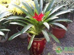 客廳養什么綠植最好看又好養？