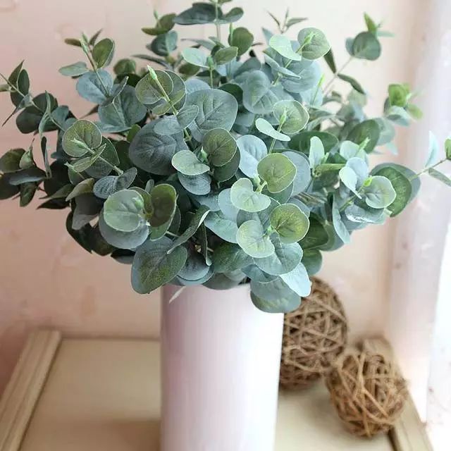 長(zhǎng)得像仙人掌的多肉_蓮花掌多肉簡(jiǎn)筆畫(huà)_多肉仙人掌