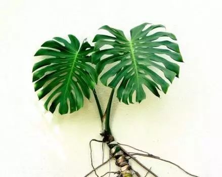 多肉仙人掌_蓮花掌多肉簡(jiǎn)筆畫(huà)_長(zhǎng)得像仙人掌的多肉