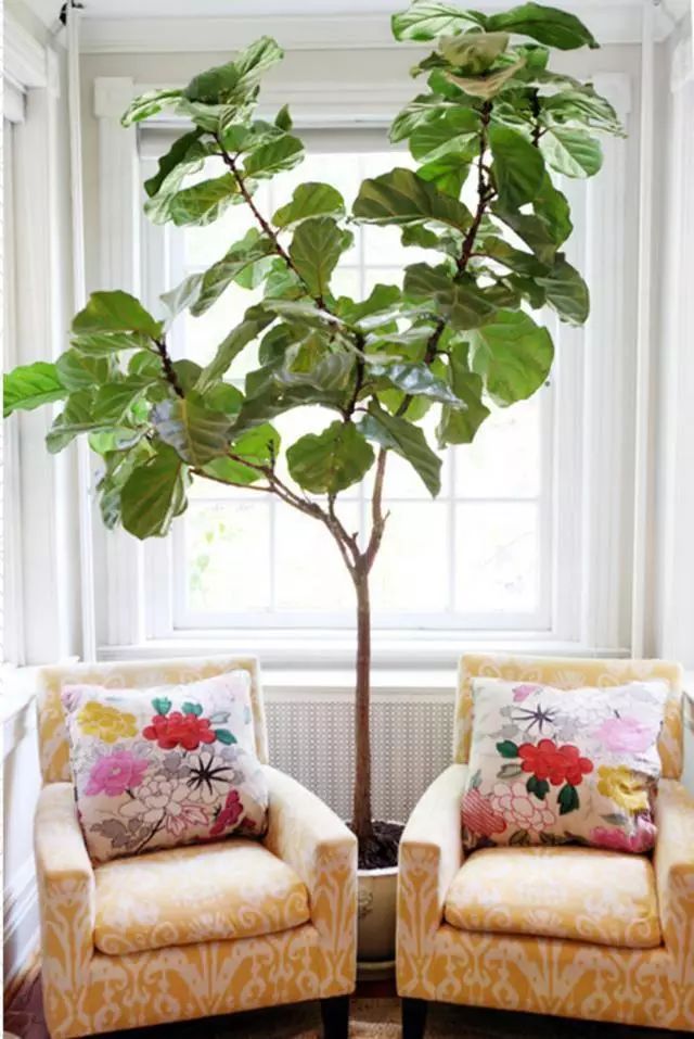 長(zhǎng)得像仙人掌的多肉_蓮花掌多肉簡(jiǎn)筆畫(huà)_多肉仙人掌