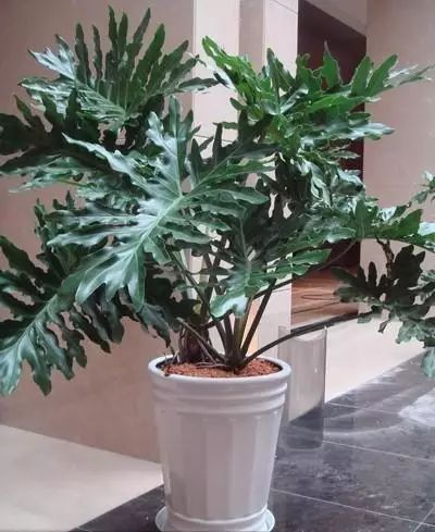 蓮花掌多肉簡(jiǎn)筆畫(huà)_多肉仙人掌_長(zhǎng)得像仙人掌的多肉