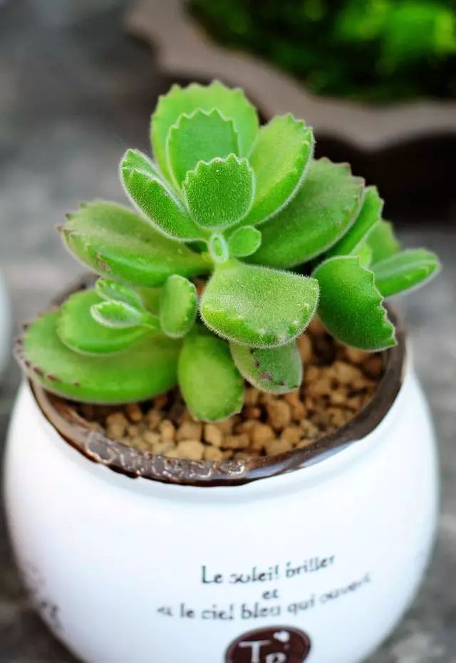 長(zhǎng)得像仙人掌的多肉_多肉仙人掌_蓮花掌多肉簡(jiǎn)筆畫(huà)