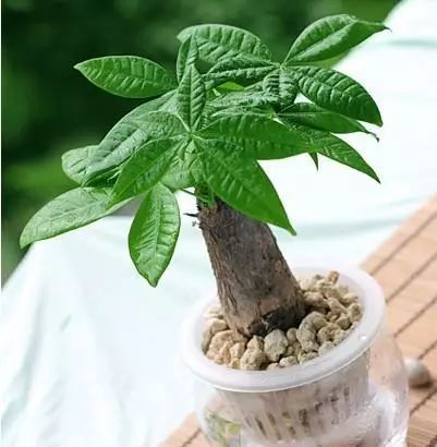 蓮花掌多肉簡(jiǎn)筆畫(huà)_長(zhǎng)得像仙人掌的多肉_多肉仙人掌