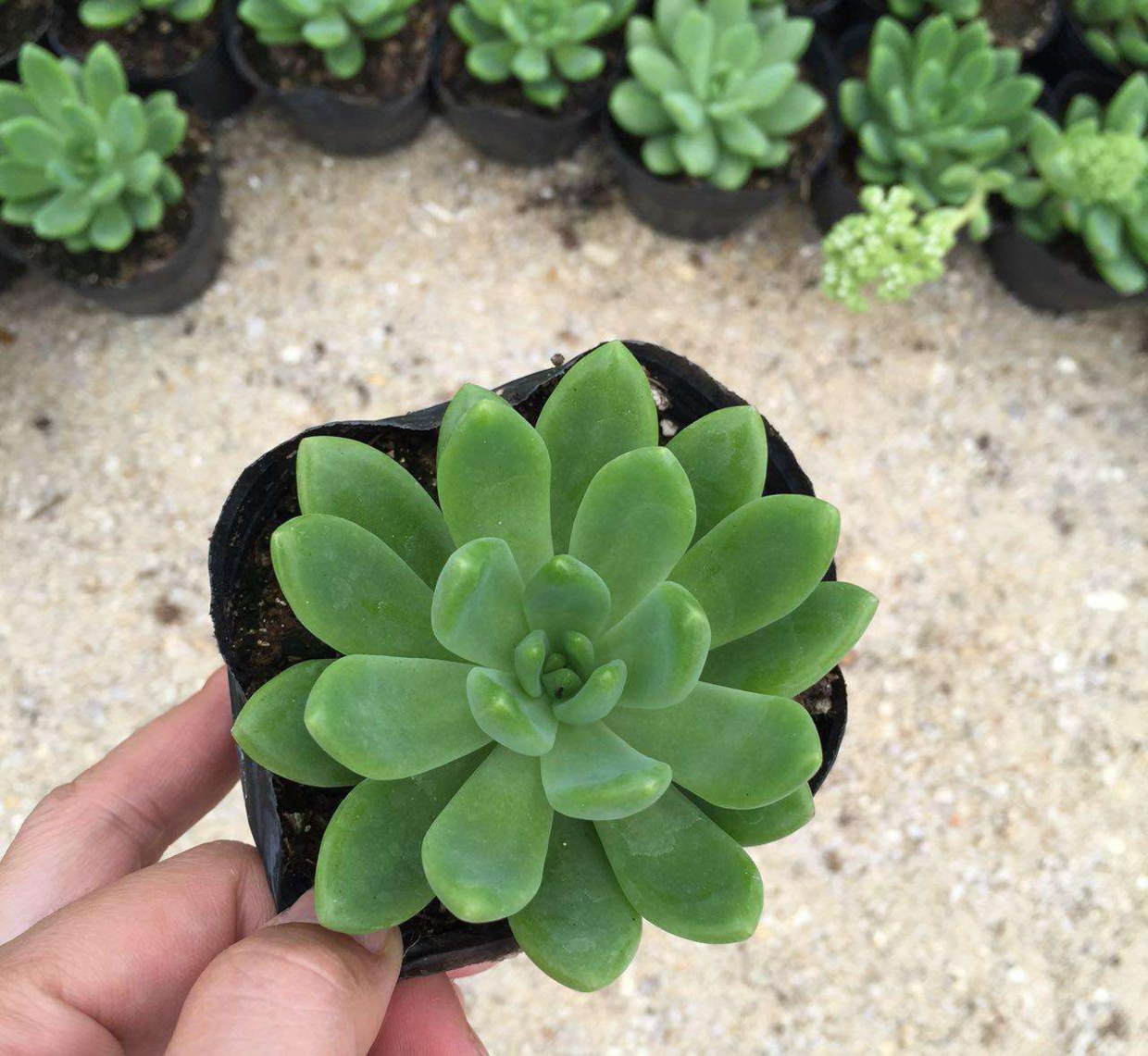 多肉好養(yǎng)嗎?_養(yǎng)多肉好處_養(yǎng)多肉好嗎風(fēng)水