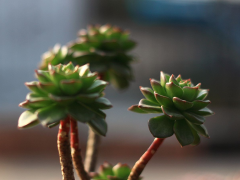 多肉很好養，其中有“技巧”，現在教給你，一年四季不擔心爛根！