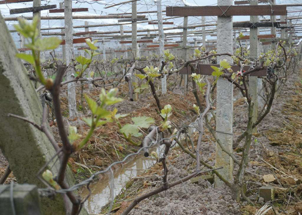 葡萄種植時(shí)間和方法_種植葡萄樹(shù)的方法_種植葡萄苗技術(shù)