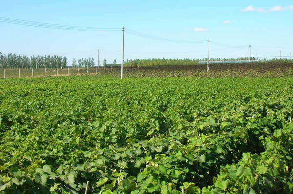 葡萄種植時(shí)間和方法_種植葡萄苗技術(shù)_種植葡萄樹(shù)的方法