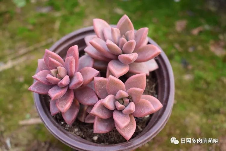 多肉植物姬朧月_多肉姬朧月_多肉姬朧月有幾個品種