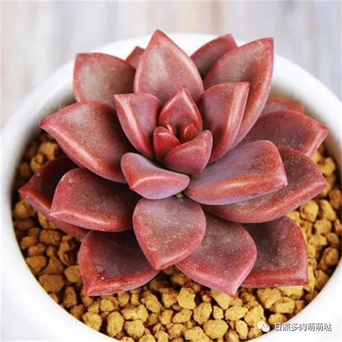 多肉植物姬朧月_多肉姬朧月有幾個品種_多肉姬朧月