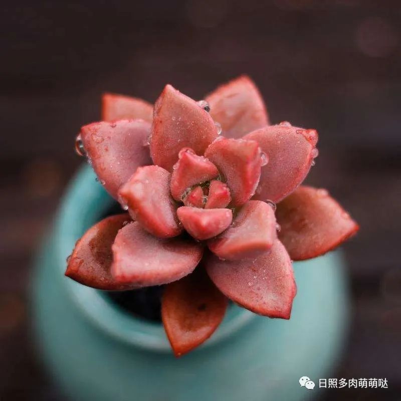 多肉植物姬朧月_多肉姬朧月有幾個品種_多肉姬朧月