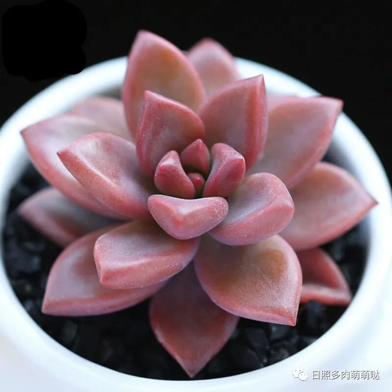 多肉姬朧月有幾個品種_多肉植物姬朧月_多肉姬朧月
