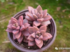 每日多肉—姬朧月