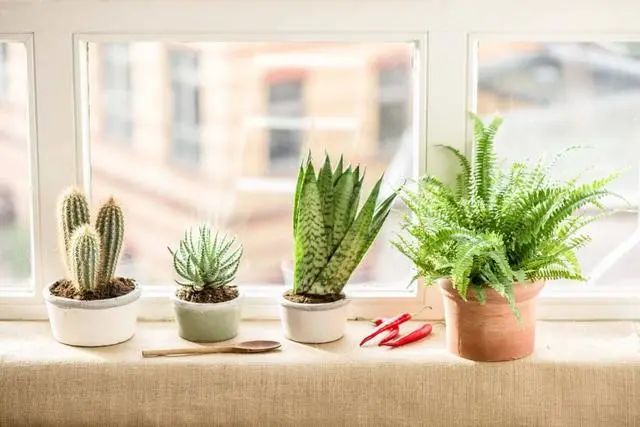 客廳能放綠植嗎_客廳綠植擺放禁忌_可以放客廳的綠植