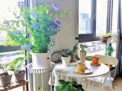 風水說：養花需要注意的風水講究與禁忌