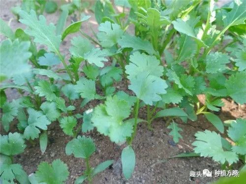 香菜怎么種植_香菜種植方法和時間_香菜種植的溫度是多少