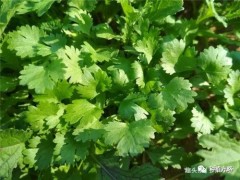 怎么種植香菜發芽出苗快？是否破殼、氣候適宜、土濕等情況影響大