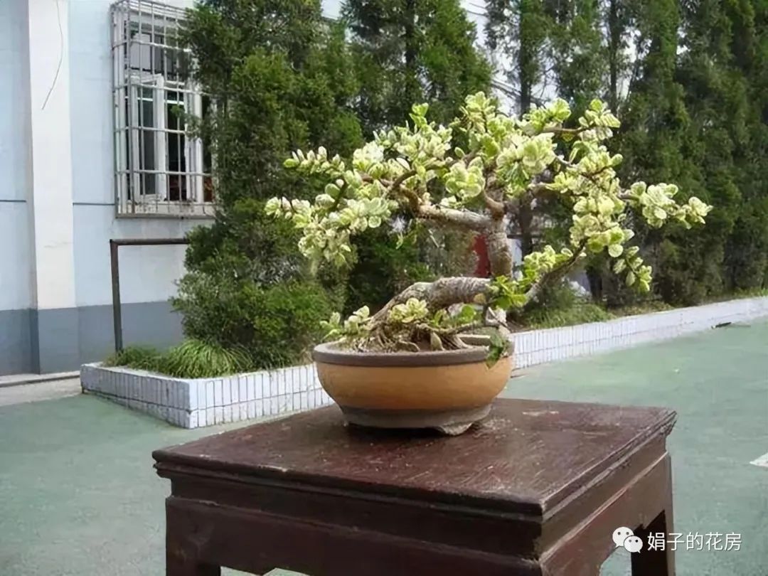 養多肉金枝花玉葉好嗎_養多肉金枝花玉葉怎么養_多肉金枝玉葉花怎么養