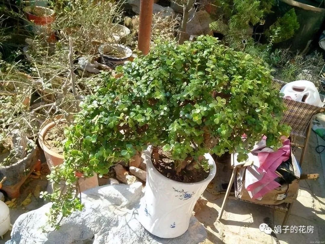 養多肉金枝花玉葉好嗎_多肉金枝玉葉花怎么養_養多肉金枝花玉葉怎么養